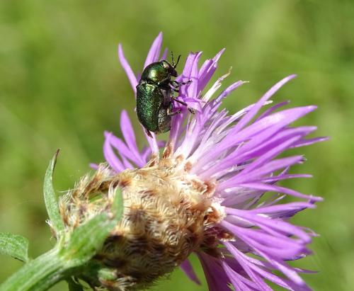 Cryptocephalus sp.